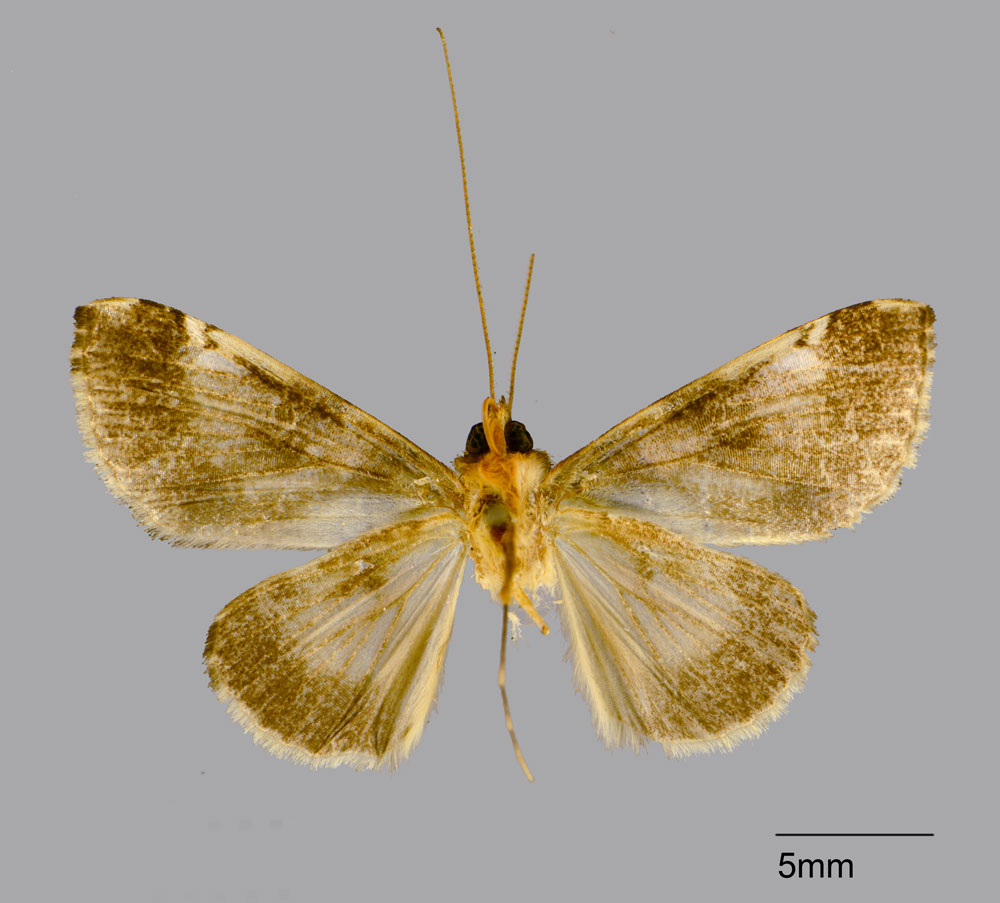 /filer/webapps/moths/media/images/S/solstitialis_Gigantoceras_HT_CMPb.jpg