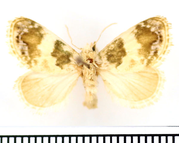 /filer/webapps/moths/media/images/S/soluta_Niphadolepis_AF_BMNH.jpg