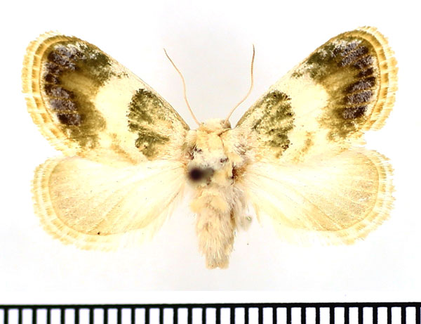 /filer/webapps/moths/media/images/S/soluta_Niphadolepis_AF_BMNH_02.jpg