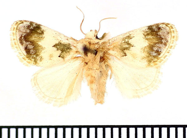 /filer/webapps/moths/media/images/S/soluta_Niphadolepis_AM_BMNH.jpg