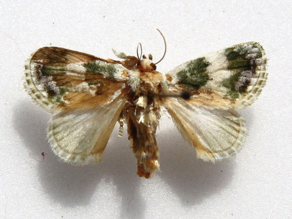 /filer/webapps/moths/media/images/S/soluta_Niphadolepis_A_Goff_01.jpg