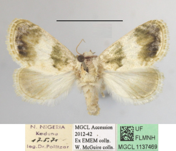 /filer/webapps/moths/media/images/S/soluta_Niphadolepis_A_MGCLa_01.JPG