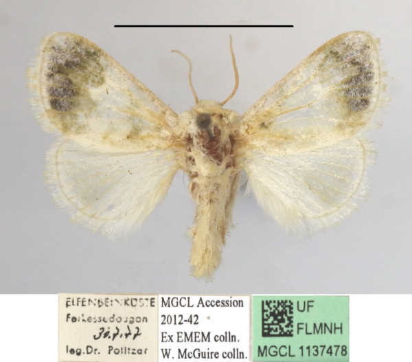 /filer/webapps/moths/media/images/S/soluta_Niphadolepis_A_MGCLa_02.JPG
