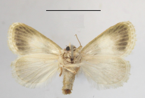/filer/webapps/moths/media/images/S/soluta_Niphadolepis_A_MGCLb_01.JPG