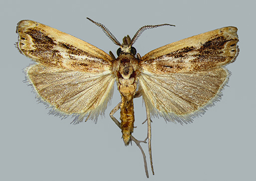 /filer/webapps/moths/media/images/S/somala_Ht_m2a.jpg