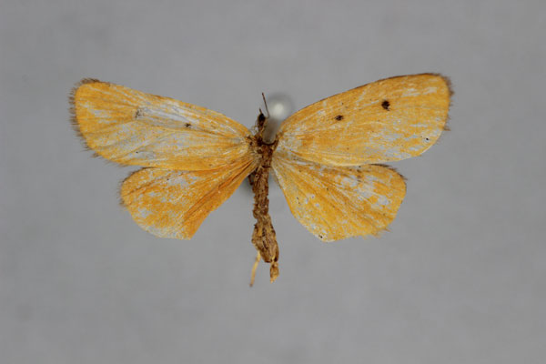 /filer/webapps/moths/media/images/S/somalensis_Ochrota_HT_BMNH.jpg