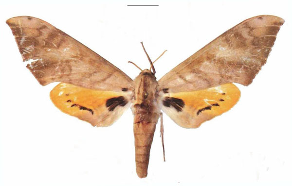 /filer/webapps/moths/media/images/S/somaliae_Pseudoclanis_HT_EMEMa.jpg