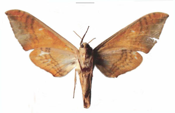/filer/webapps/moths/media/images/S/somaliae_Pseudoclanis_HT_EMEMb.jpg