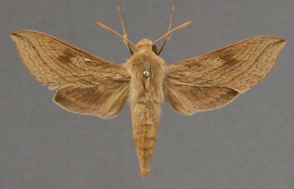 /filer/webapps/moths/media/images/S/somalicum_Hippotion_HT_OUMNH_01.jpg