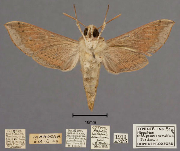 /filer/webapps/moths/media/images/S/somalicum_Hippotion_HT_OUMNH_02.jpg
