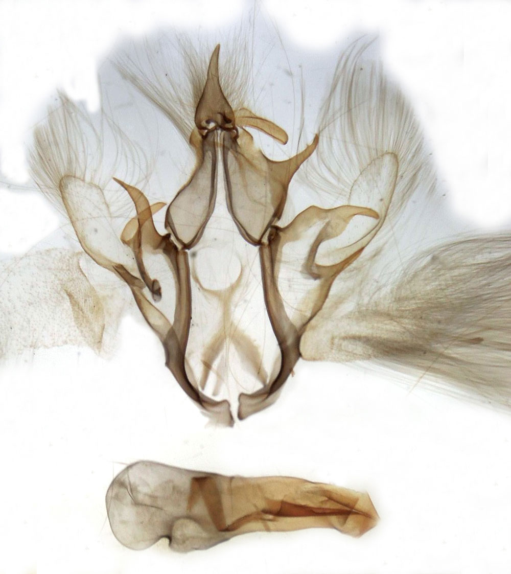 /filer/webapps/moths/media/images/S/somaliensis_Grammodes_GMHT_MSNM_1262.jpg