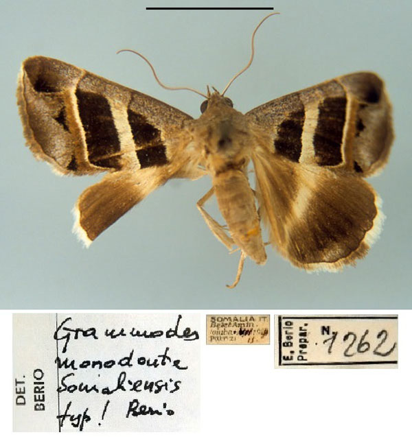 /filer/webapps/moths/media/images/S/somaliensis_Grammodes_HT_MSNM.jpg