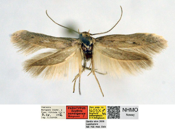/filer/webapps/moths/media/images/S/somangensis_Scythris_PT_NHMO_01_fP3GGQL.jpg