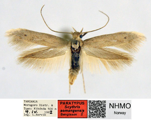 /filer/webapps/moths/media/images/S/somangensis_Scythris_PT_NHMO_02_Z8k39Dl.jpg