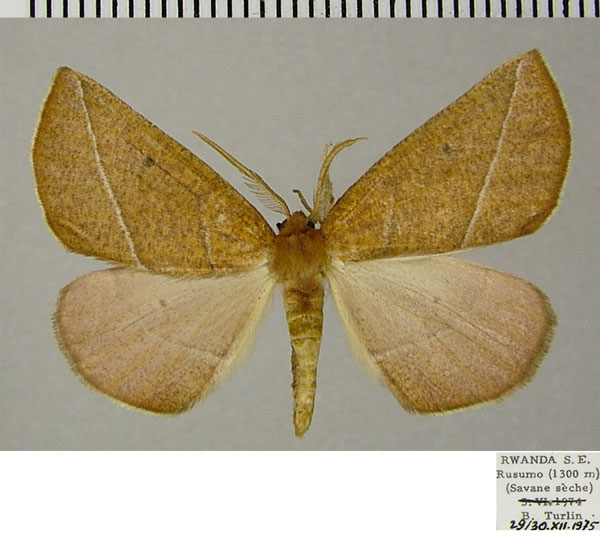 /filer/webapps/moths/media/images/S/somereni_Aspilatopsis_AM_ZSM_01.jpg