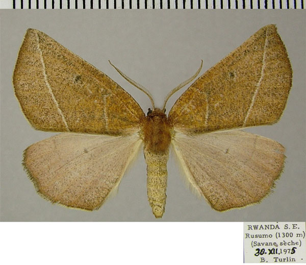 /filer/webapps/moths/media/images/S/somereni_Aspilatopsis_AM_ZSM_02.jpg