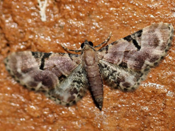 /filer/webapps/moths/media/images/S/somereni_Eupithecia_A_Voaden.jpg