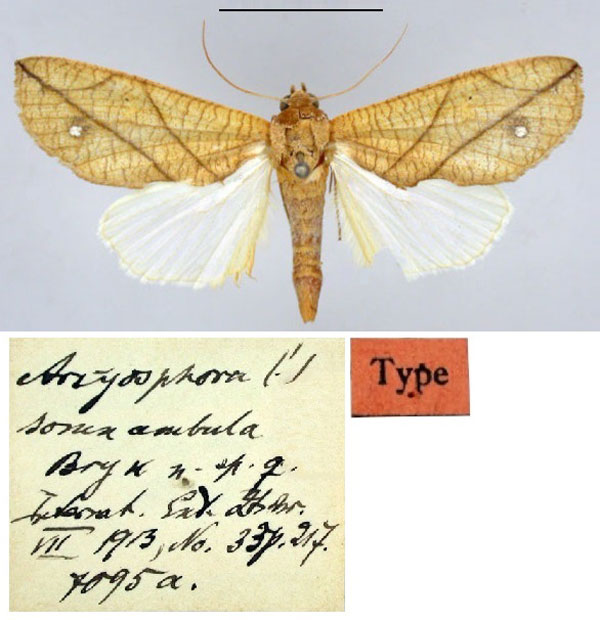 /filer/webapps/moths/media/images/S/somnambula_Arcyophora_HT_ZMHB.jpg