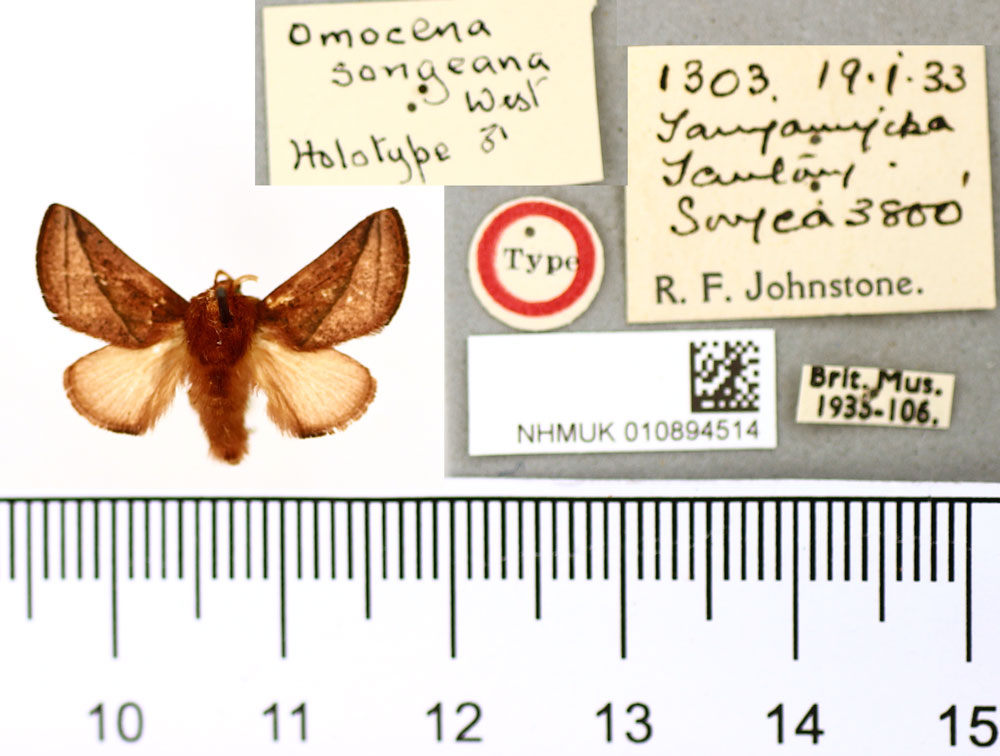 /filer/webapps/moths/media/images/S/songeana_Omocena_HT_BMNH.jpg