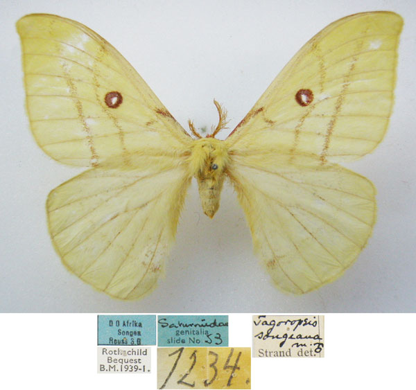 /filer/webapps/moths/media/images/S/songeana_Tagoropsis_STM_NHMUKa.jpg