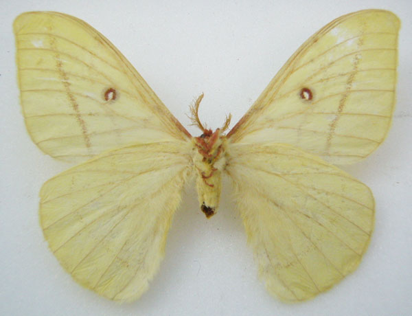 /filer/webapps/moths/media/images/S/songeana_Tagoropsis_STM_NHMUKb.jpg