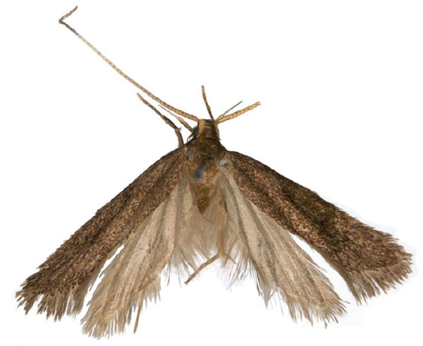 /filer/webapps/moths/media/images/S/soniana_Lecithocera_HT_NHMUK.jpg