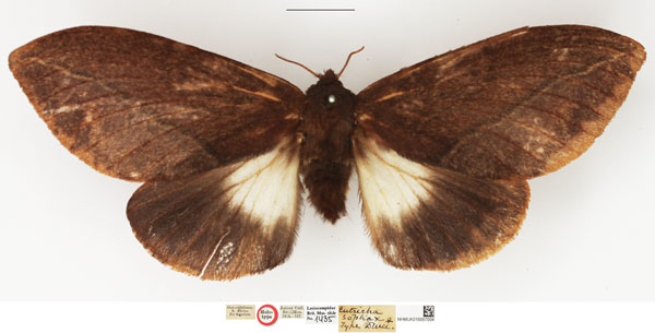 /filer/webapps/moths/media/images/S/sophax_Eutricha_HT_NHMUK.jpg