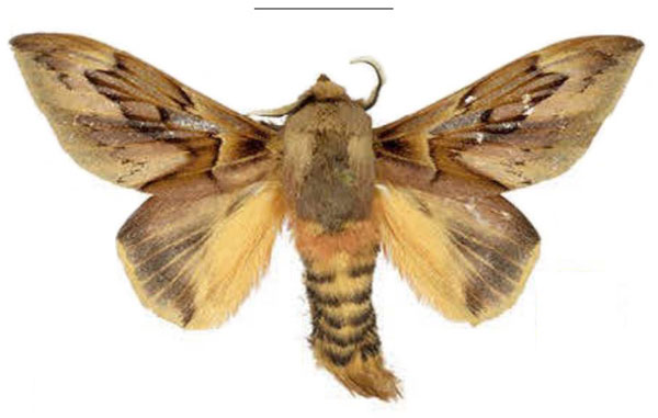 /filer/webapps/moths/media/images/S/sophiae_Leptometa_HT_Mueller.jpg