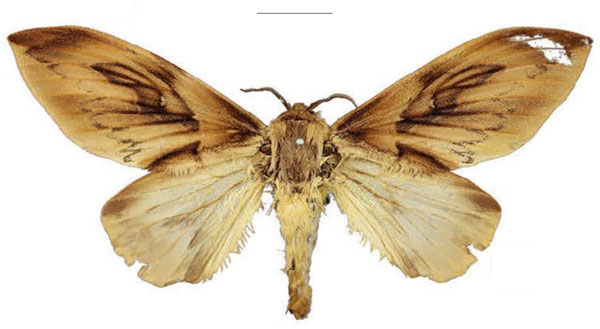 /filer/webapps/moths/media/images/S/sophiae_Leptometa_PTF_Cipolla.jpg