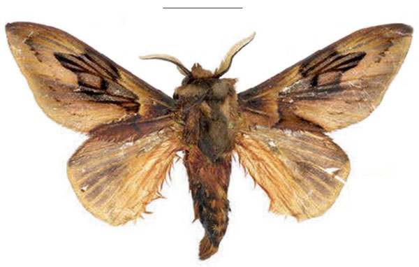 /filer/webapps/moths/media/images/S/sophiae_Leptometa_PTM_Mueller_01.jpg
