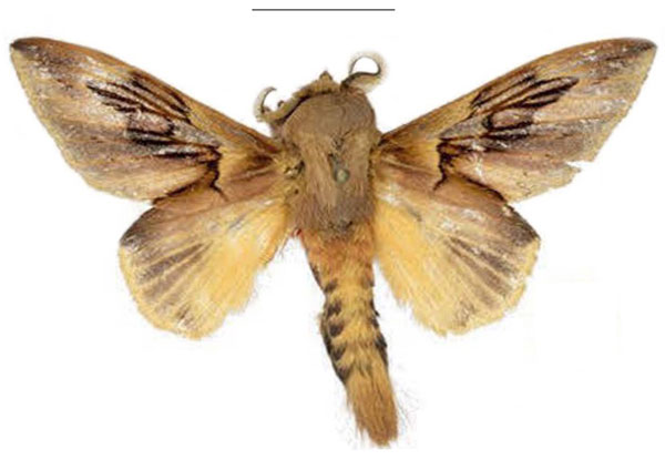 /filer/webapps/moths/media/images/S/sophiae_Leptometa_PTM_Mueller_02.jpg