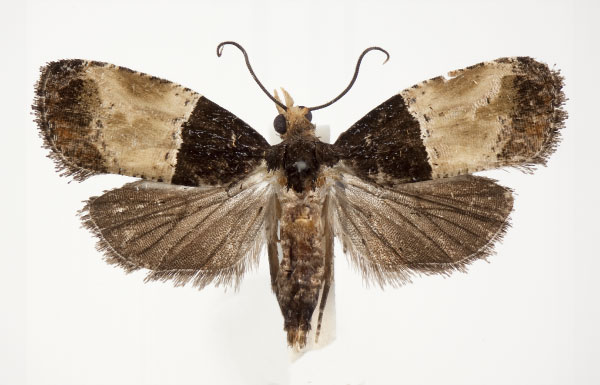 /filer/webapps/moths/media/images/S/sophrona_Conaspasia_AF_RMCA.jpg