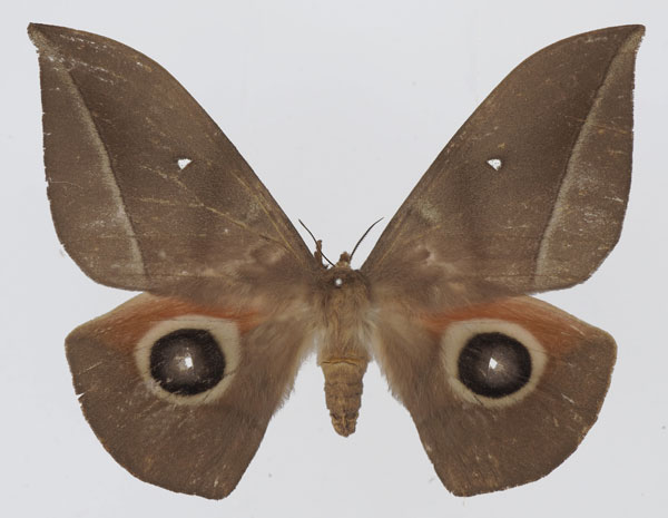 /filer/webapps/moths/media/images/S/sorangei_Lobobunaea_AF_Basquina.jpg