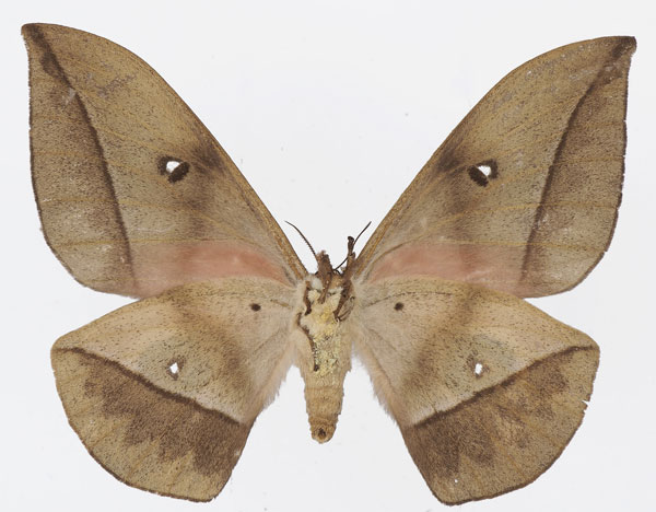 /filer/webapps/moths/media/images/S/sorangei_Lobobunaea_AF_Basquinb.jpg