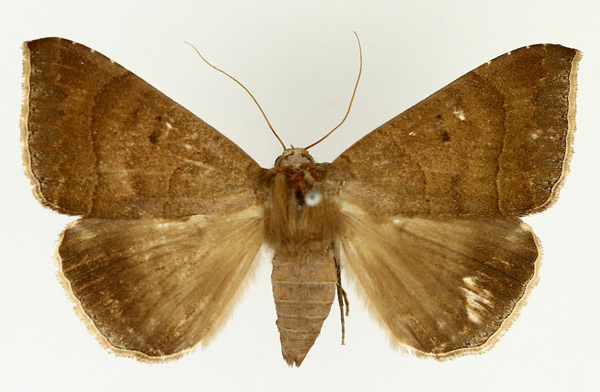 /filer/webapps/moths/media/images/S/sordida_Achaea_AF_TMSA_01.jpg
