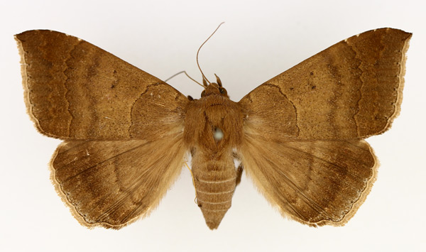/filer/webapps/moths/media/images/S/sordida_Achaea_AF_TMSA_02.jpg