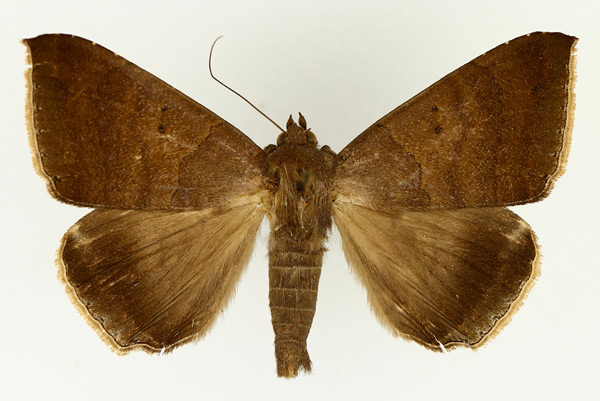 /filer/webapps/moths/media/images/S/sordida_Achaea_AM_TMSA_01.jpg