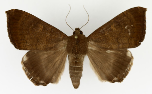 /filer/webapps/moths/media/images/S/sordida_Achaea_AM_TMSA_02.jpg