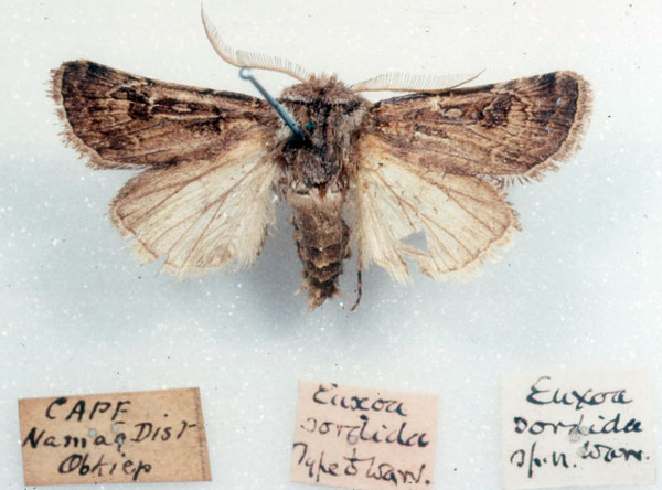 /filer/webapps/moths/media/images/S/sordida_Euxoa_HT_SAMC_01.jpg