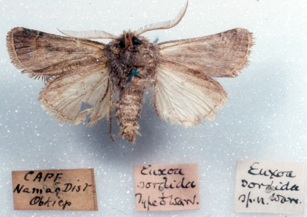 /filer/webapps/moths/media/images/S/sordida_Euxoa_HT_SAMC_02.jpg