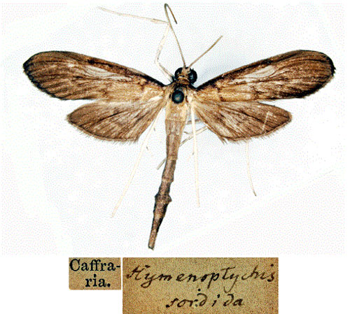 /filer/webapps/moths/media/images/S/sordida_Hymenoptychis_HT_SNHMa.jpg