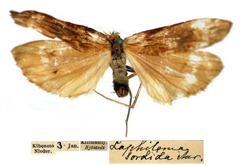 /filer/webapps/moths/media/images/S/sordida_Lophilema_sordida_SNHMa.jpg