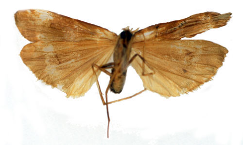 /filer/webapps/moths/media/images/S/sordida_Lophilema_sordida_SNHMb.jpg