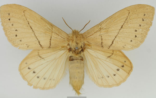 /filer/webapps/moths/media/images/S/sordida_Philotherma_AF_Basquin.jpg