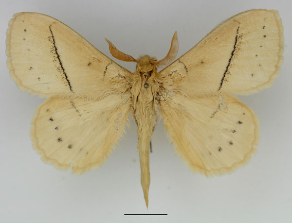 /filer/webapps/moths/media/images/S/sordida_Philotherma_AM_Basquin_02.jpg
