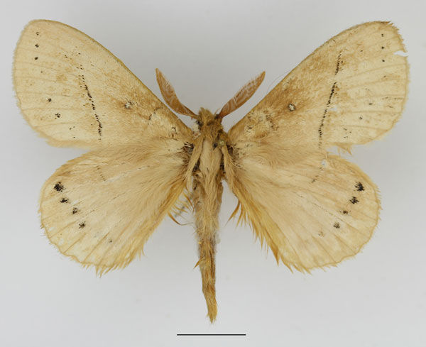 /filer/webapps/moths/media/images/S/sordida_Philotherma_AM_Basquin_03.jpg