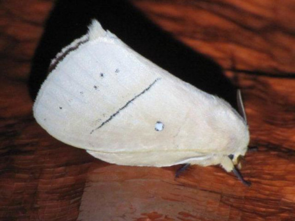 /filer/webapps/moths/media/images/S/sordida_Philotherma_A_Stanton.jpg