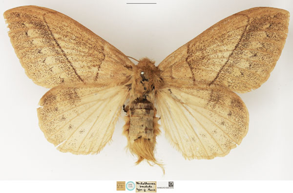 /filer/webapps/moths/media/images/S/sordida_Philotherma_STF_NHMUK.jpg