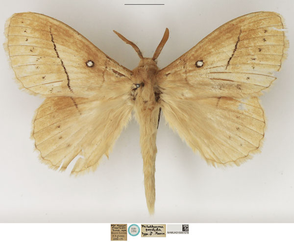 /filer/webapps/moths/media/images/S/sordida_Philotherma_STM_NHMUK.jpg