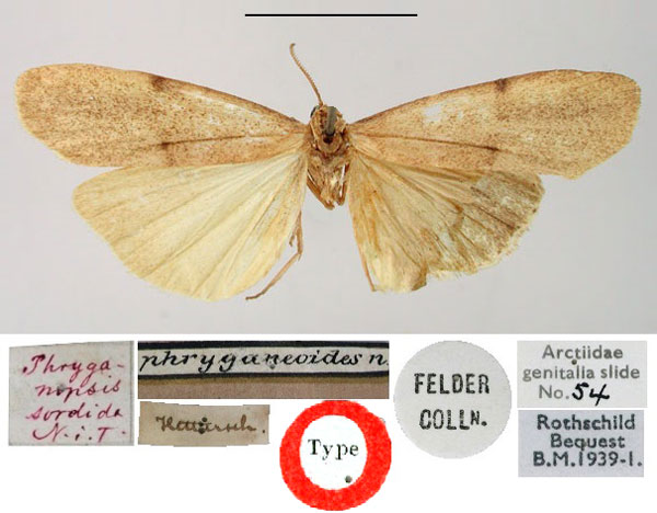 /filer/webapps/moths/media/images/S/sordida_Phryganopsis_HT_BMNH.jpg